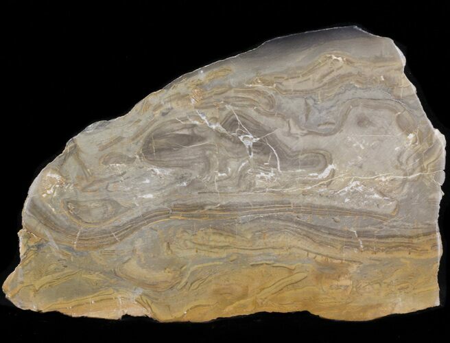 Devonian Stromatolite Slice - Orkney, Scotland #40119